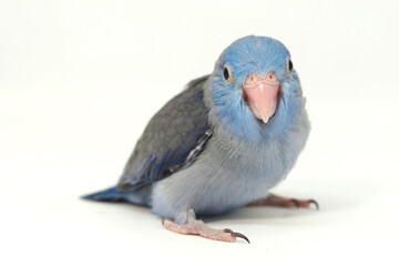 Selective focus of forpus parrotlet newborn bird studio shot on white background
