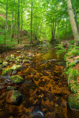 Klarer Wildbach fließt durch grünen Wald, Ilsetal, Nationalpark Harz