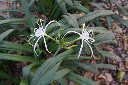 Spider lilies (Hymenocallis) flowers on the tree