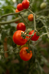 ripe harvest of tomatoes on the bushes in the greenhouse. Ecological cultivation. Food, vegetables, agriculture. Selective focus and noise. Shallow depth of field on the tomatoes