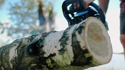 Lumberjack saws off part of a birch from a trunk at a sawmill in the forest - obrazy, fototapety, plakaty