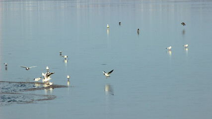 White birds on a frozen lake on a sunny morning.