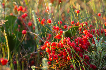 Juicy cones (berries cones) of delicious fragrant ephedra berries (Lat. Ephedra distachya). The Ancient Medicinal Plant Ephedra.