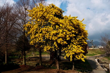 Fototapeta premium 公園に咲いていた大きなミモザの木 