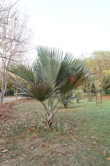 Hesper palms (Brahea) in the park