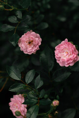 nature, wonderful
 roses, summer, flowers, pink roses, flora, dark background, green background, garden, three roses, leaves, insect, bee, bloom, bud, small roses, park roses, outside
