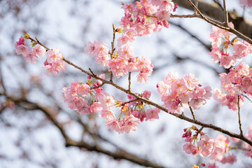 Cherry blossom