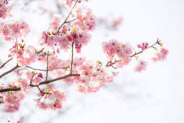 Obraz premium Cherry blossom