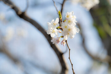 Cherry blossom