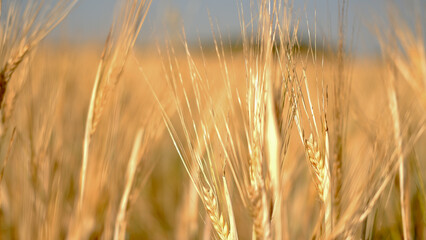 Beautiful landscape field on a summer day. Rural scene. Close up of wheat ears, field of wheat
