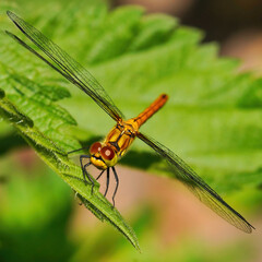 dragonfly on a leaf