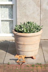 Amsterdam Amstel Street View with Tulip Leaves in a Terracotta Pot and No Dog Pee Sign, Netherlands