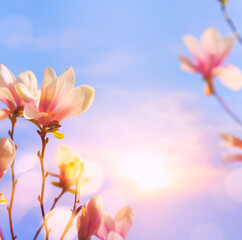 Art Spring floral background; beautiful Pink Blossoms tree and morning sky;
