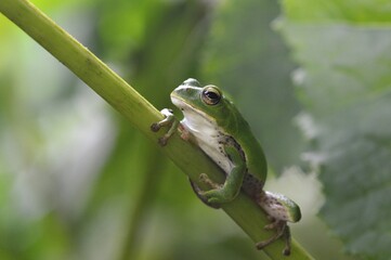 シュレーゲルアオガエル