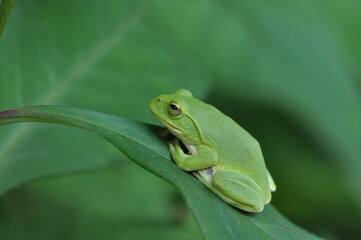 シュレーゲルアオガエル