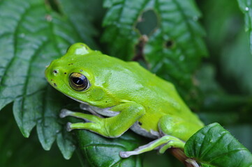 シュレーゲルアオガエル