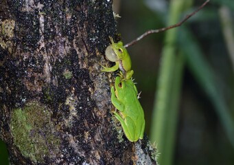 シュレーゲルアオガエル
