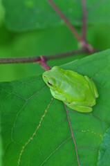 シュレーゲルアオガエル