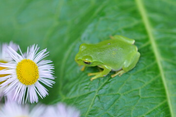 シュレーゲルアオガエル