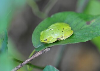 シュレーゲルアオガエル