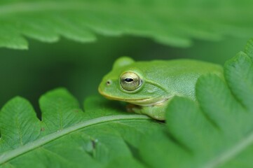 シュレーゲルアオガエル