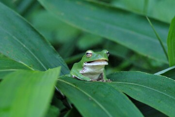 シュレーゲルアオガエル