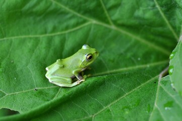 シュレーゲルアオガエル