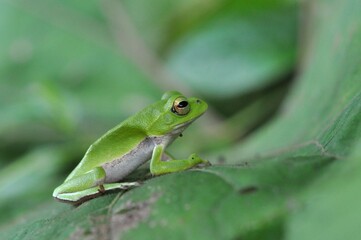 シュレーゲルアオガエル