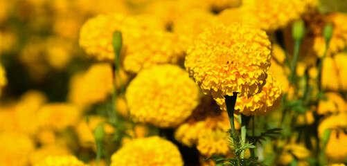 American marigold flowers in the afternoon of the day, blurr background.