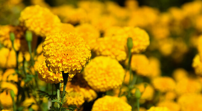American marigold flowers in the afternoon of the day, blurr background.