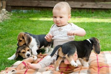 Toddler and Beagle howl in the backyard. a creeping child and puppy games on the lawn. Dog and kid friendship.