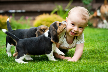 Toddler and Beagle howl in the backyard. a creeping child and puppy games on the lawn. Dog and kid friendship.