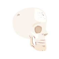 skeleton head profile