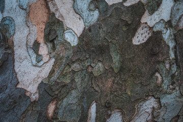 The texture of a plane tree in close-up. Dark wood texture