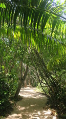 A jungle path with shadow in a fully green forest on a sunny day 