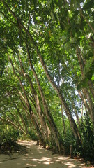 A jungle path with shadow in a fully green forest on a sunny day 