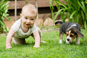 Toddler and Beagle howl in the backyard. a creeping child and puppy games on the lawn. Dog and kid friendship.