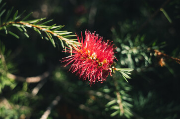 Bottlebrush flower