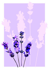 Vector image, postcard with lavender blossoms on a soft lilac background 