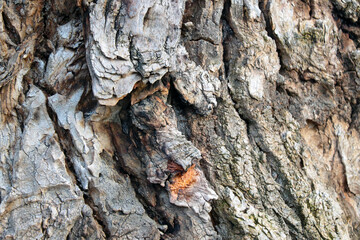 Close-up of the gray bark of an old tree in the forest. Background.