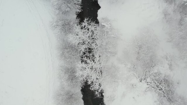 Unfrozen river in winter. Falling snow flakes. Winter coniferous white forest