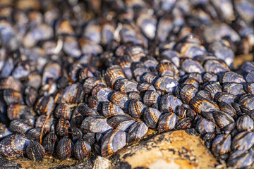 Wild Blue Mussels (Mytilus Edulis) on the rocks. 