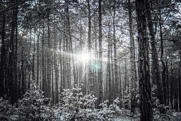 Snowy forest. Sunlight passes through the trees in the snowy forest in winter