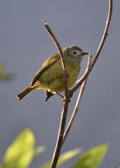 A bird is perching on a branch. Close up of The Indian white eye bird, Zosterops palpebrosus, formerly the Oriental white eye  bird.