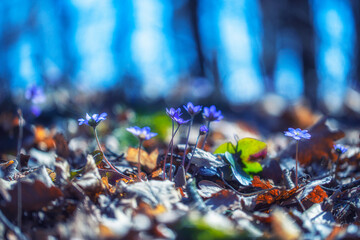 blue forest flowers in spring time