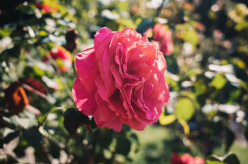 red rose in garden