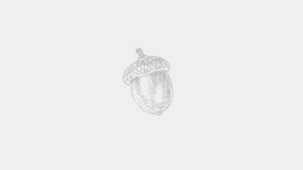 acorn on white background