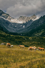Fototapeta na wymiar grazing horses in the meadow