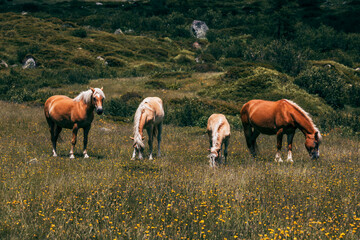 Obraz premium horses in the meadow