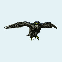 colored falcon illustration. object isolated on background. easy editable.
